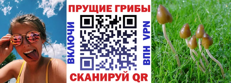 Купить где  Кингисепп  Псилоцибиновые грибы Magic Shrooms 